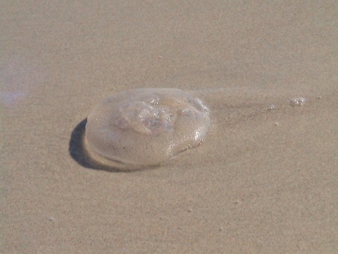 Jellyvis