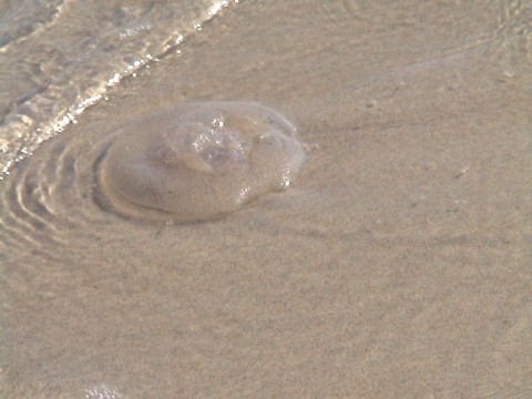 Jellyvis