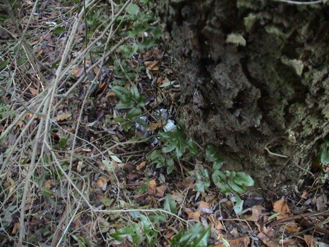 Cache
