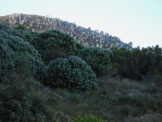 Berg