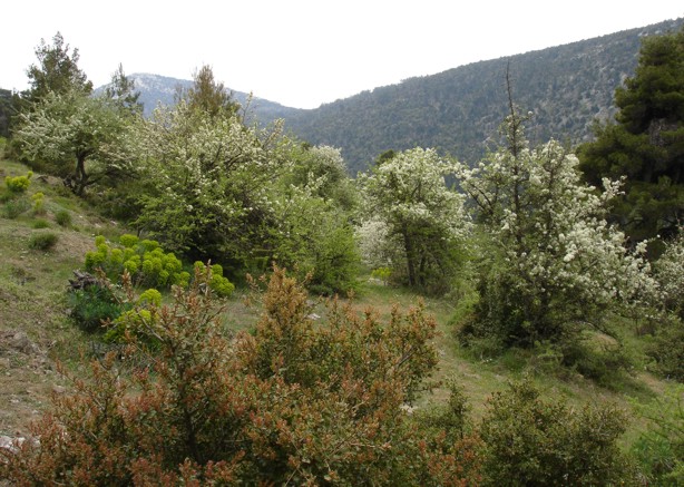 Vegetation