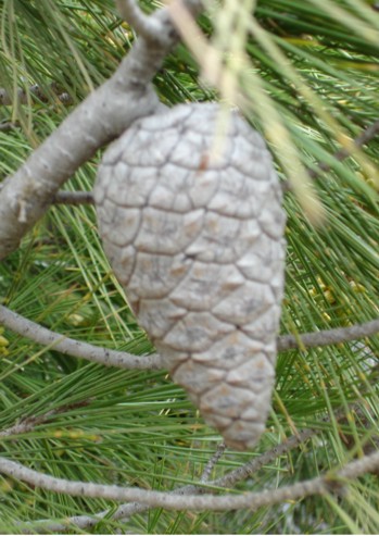 Fruit