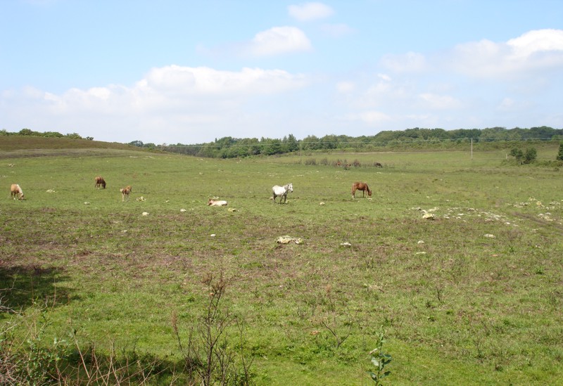 Ponies