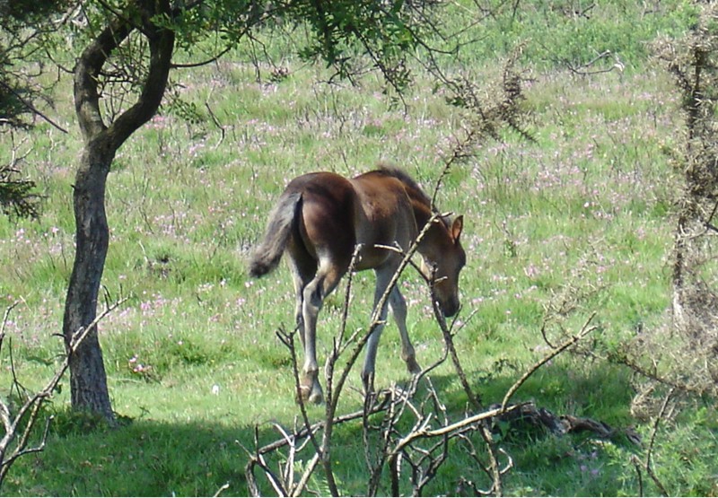 Ponie