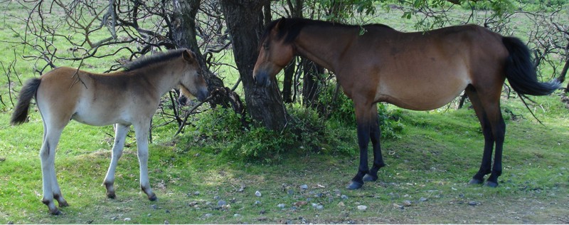 Ponies