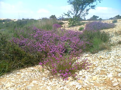 Blomme