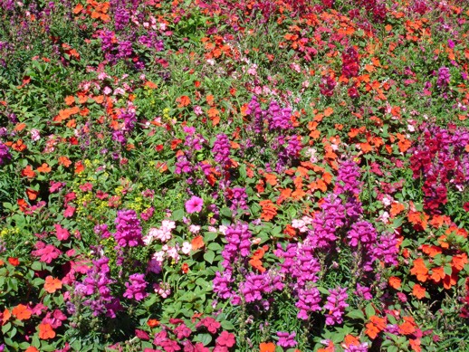 Blomme