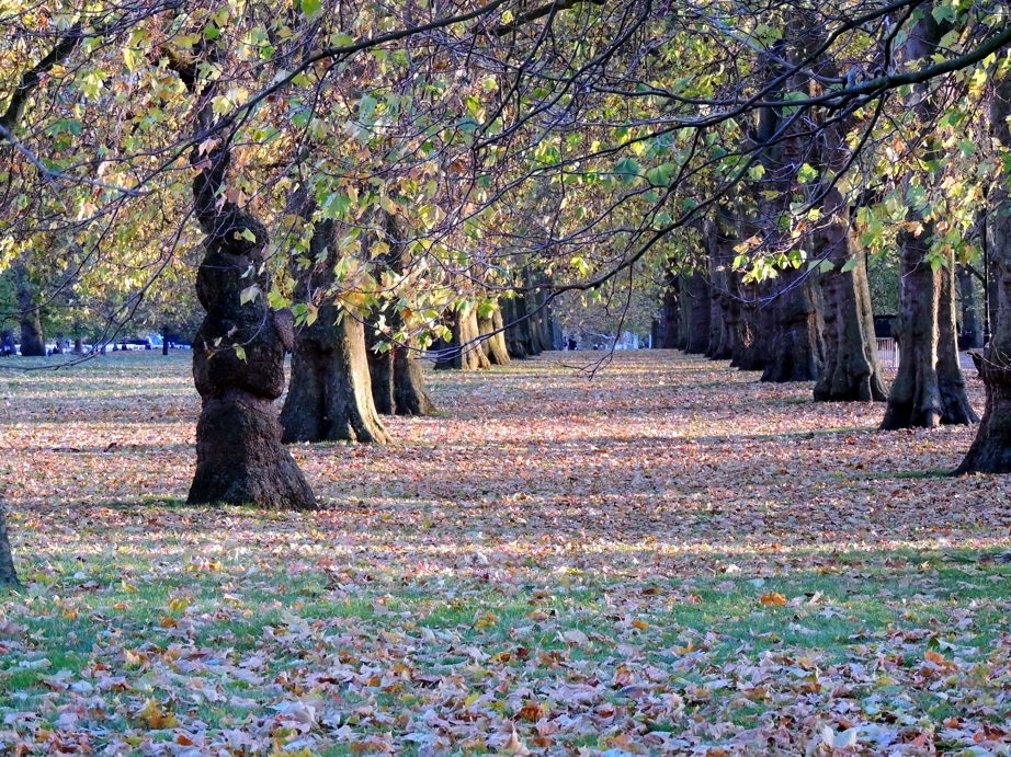 Park